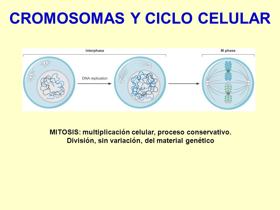 CROMOSOMAS Y CICLO CELULAR