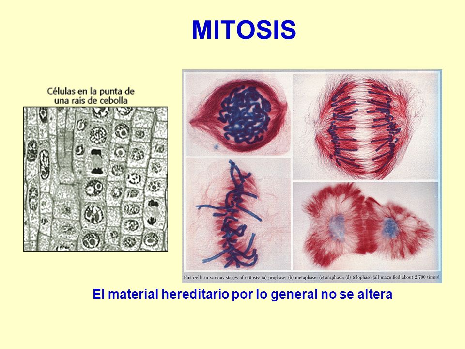 El material hereditario por lo general no se altera