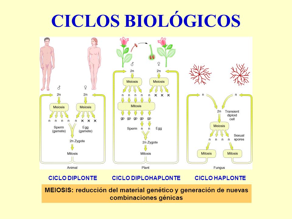 CICLOS BIOLÓGICOS CICLO DIPLONTE. CICLO DIPLOHAPLONTE. CICLO HAPLONTE. MEIOSIS: reducción del material genético y generación de nuevas.