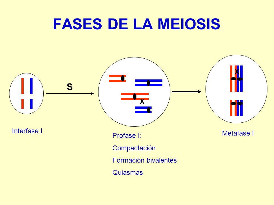 FASES DE LA MEIOSIS S X X Interfase I Metafase I Profase I: