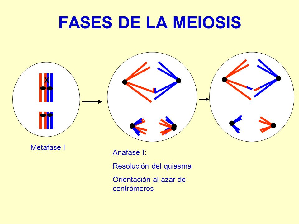FASES DE LA MEIOSIS X Metafase I Anafase I: Resolución del quiasma