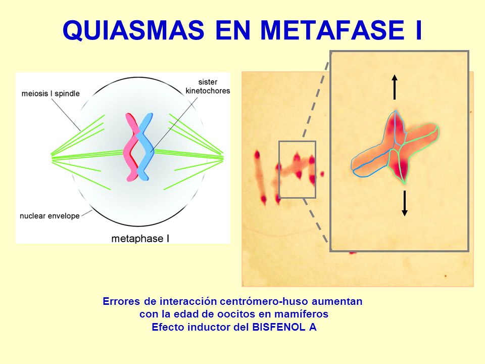 QUIASMAS EN METAFASE I Errores de interacción centrómero-huso aumentan