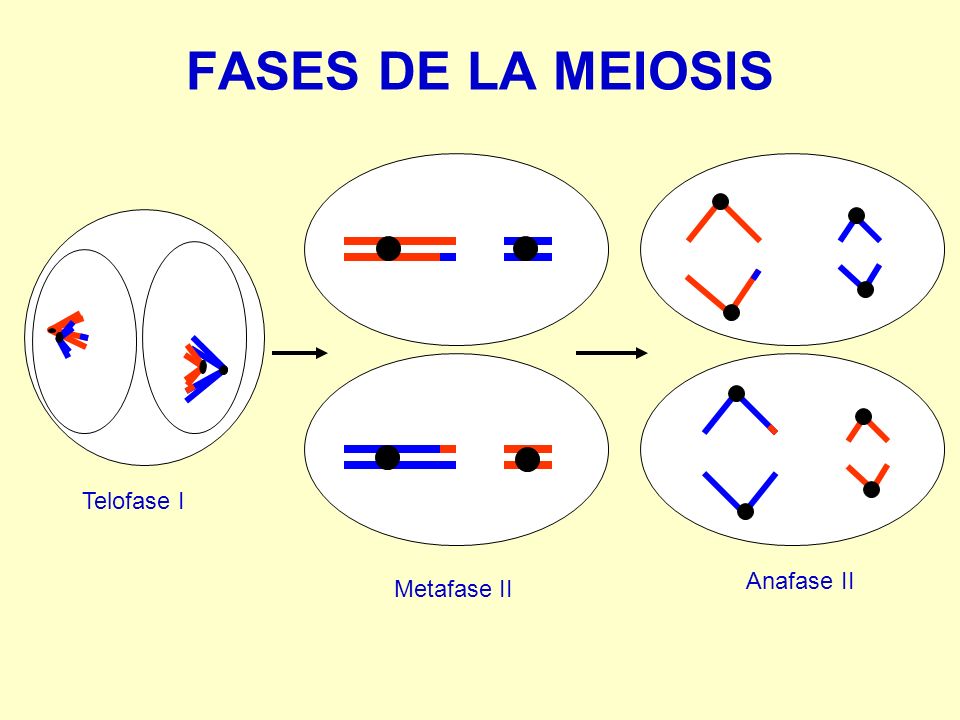 FASES DE LA MEIOSIS Metafase II Anafase II Telofase I