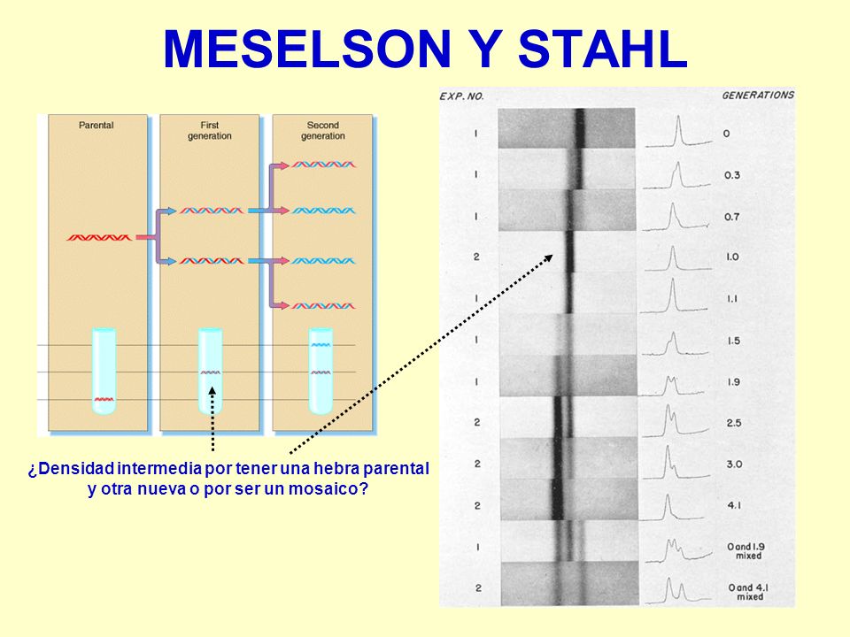 MESELSON Y STAHL ¿Densidad intermedia por tener una hebra parental