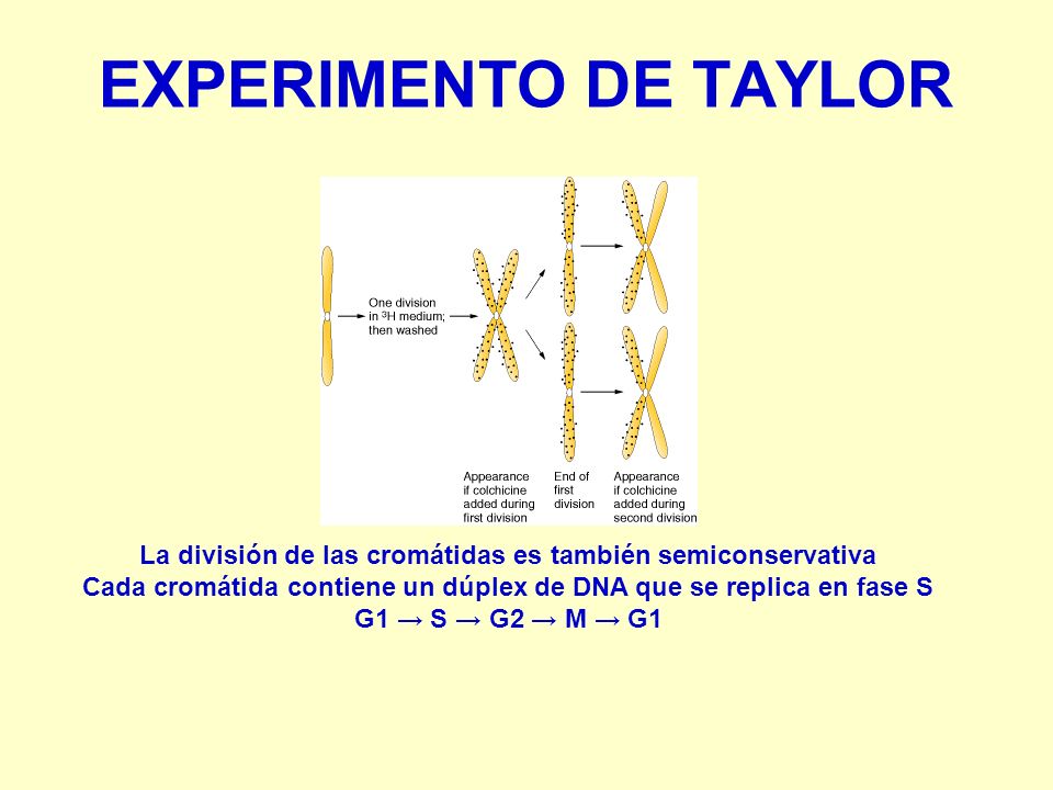 EXPERIMENTO DE TAYLOR La división de las cromátidas es también semiconservativa. Cada cromátida contiene un dúplex de DNA que se replica en fase S.