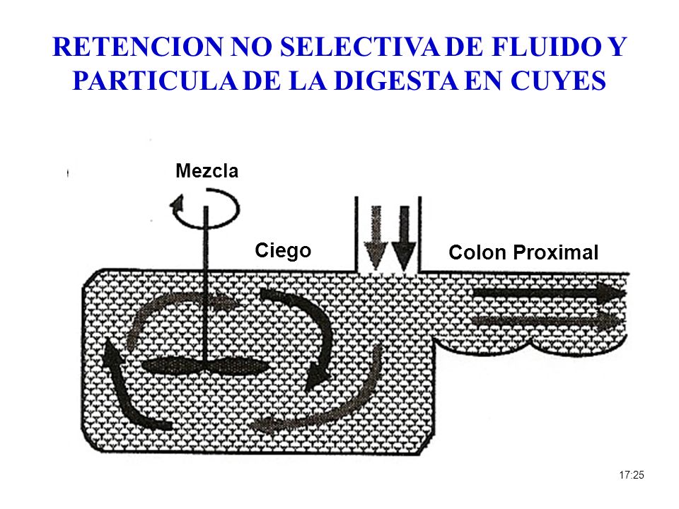 RETENCION NO SELECTIVA DE FLUIDO Y PARTICULA DE LA DIGESTA EN CUYES