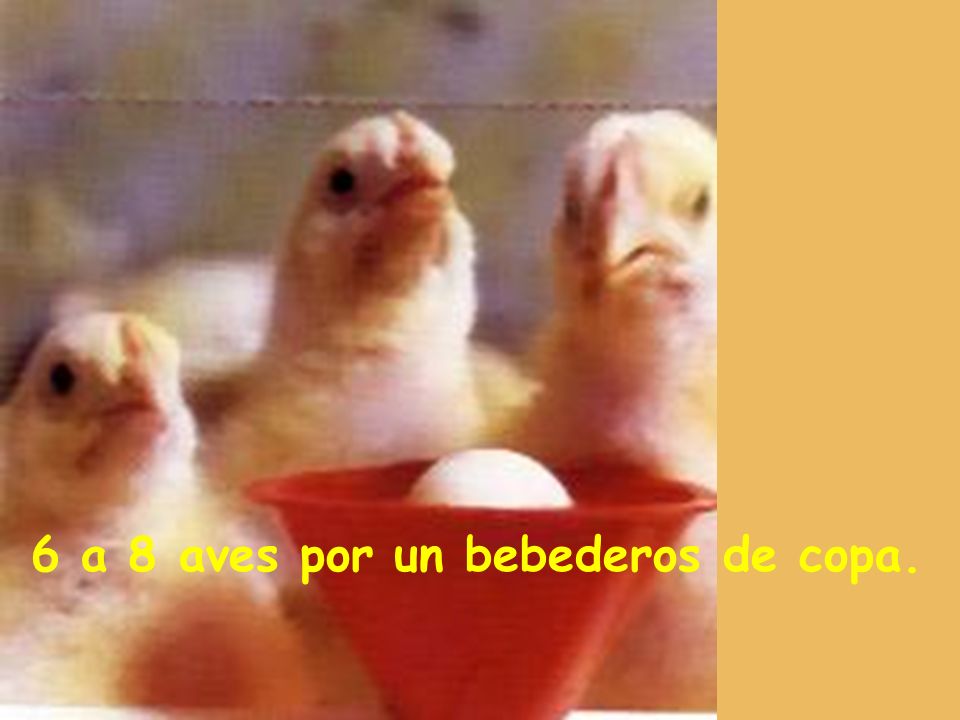 6 a 8 aves por un bebederos de copa.