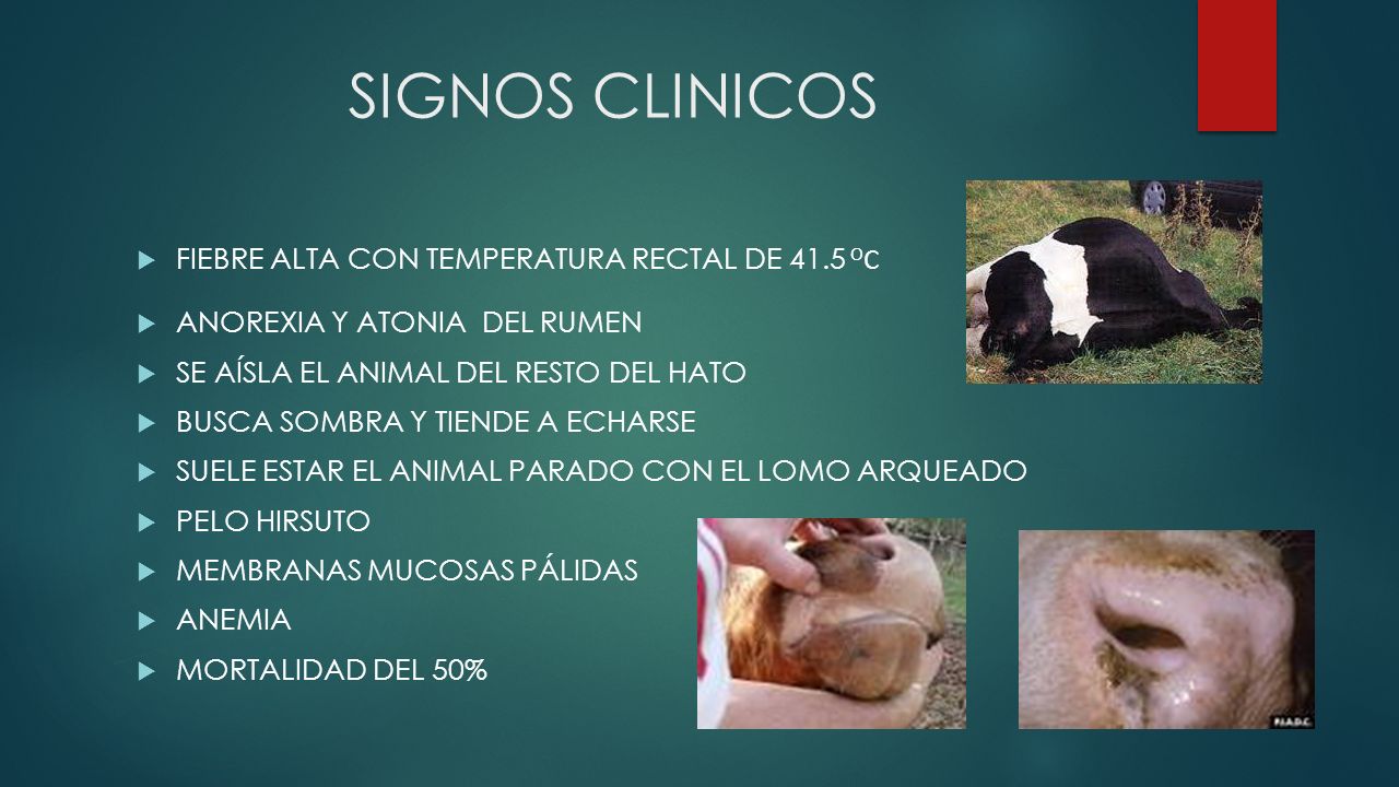 SIGNOS CLINICOS FIEBRE ALTA CON TEMPERATURA RECTAL DE 41.5 OC