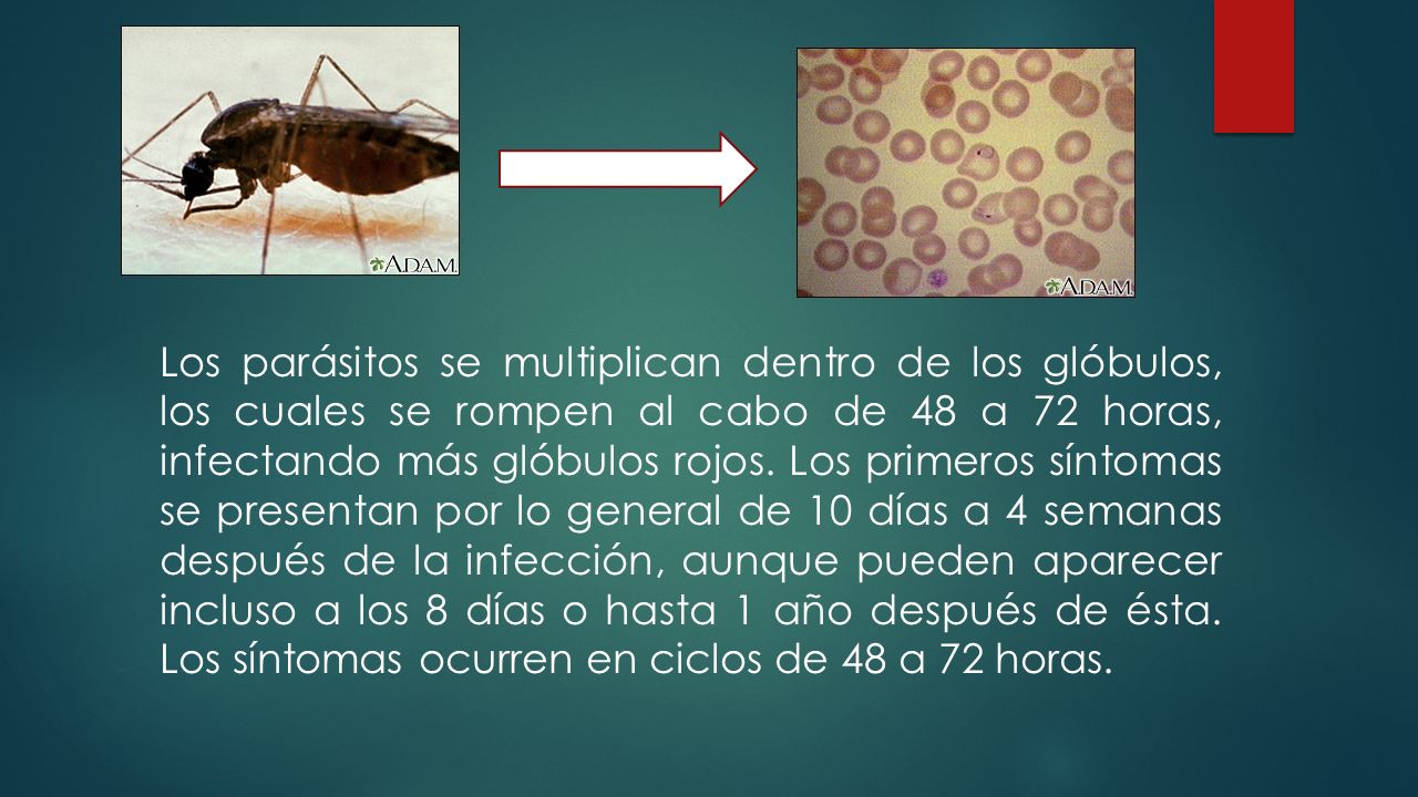 Los parásitos se multiplican dentro de los glóbulos, los cuales se rompen al cabo de 48 a 72 horas, infectando más glóbulos rojos.