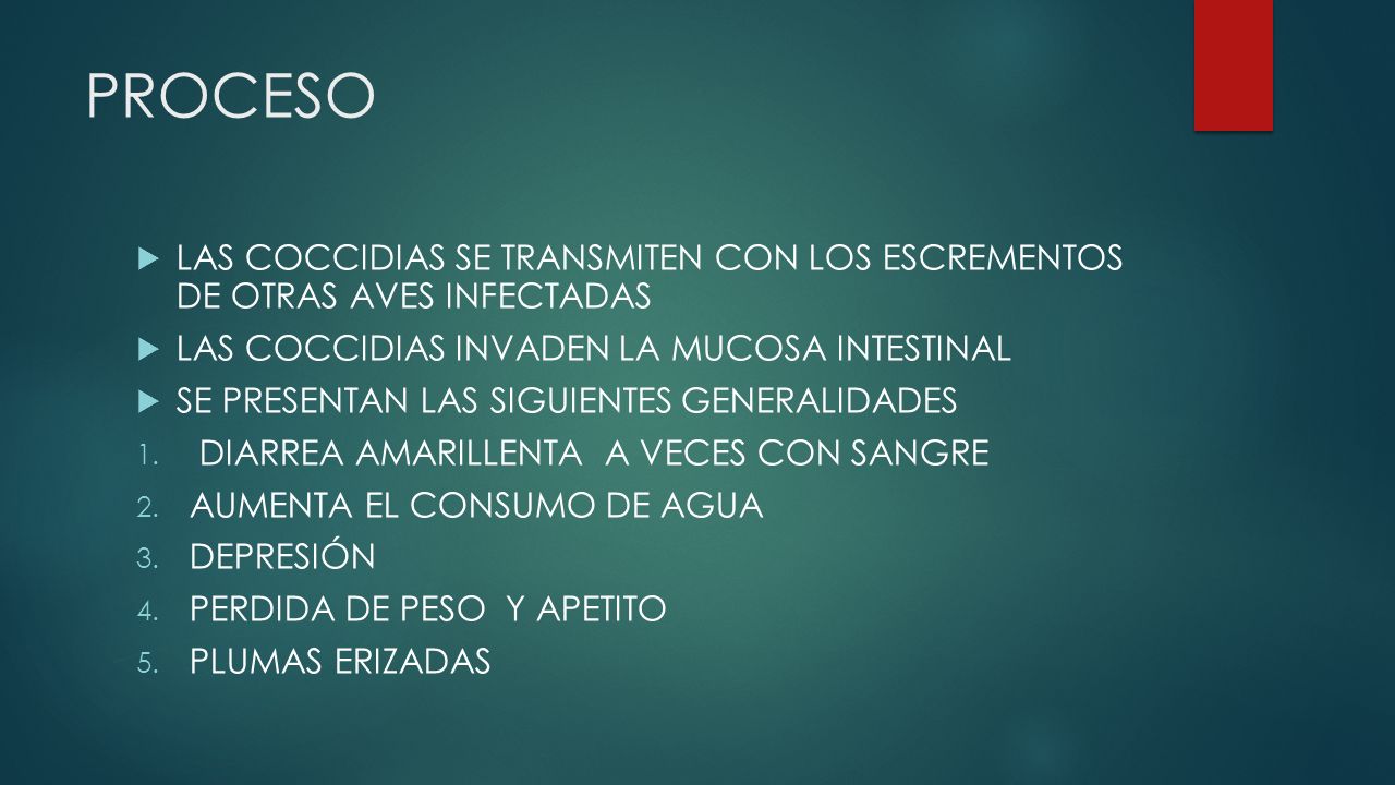PROCESO LAS COCCIDIAS SE TRANSMITEN CON LOS ESCREMENTOS DE OTRAS AVES INFECTADAS. LAS COCCIDIAS INVADEN LA MUCOSA INTESTINAL.