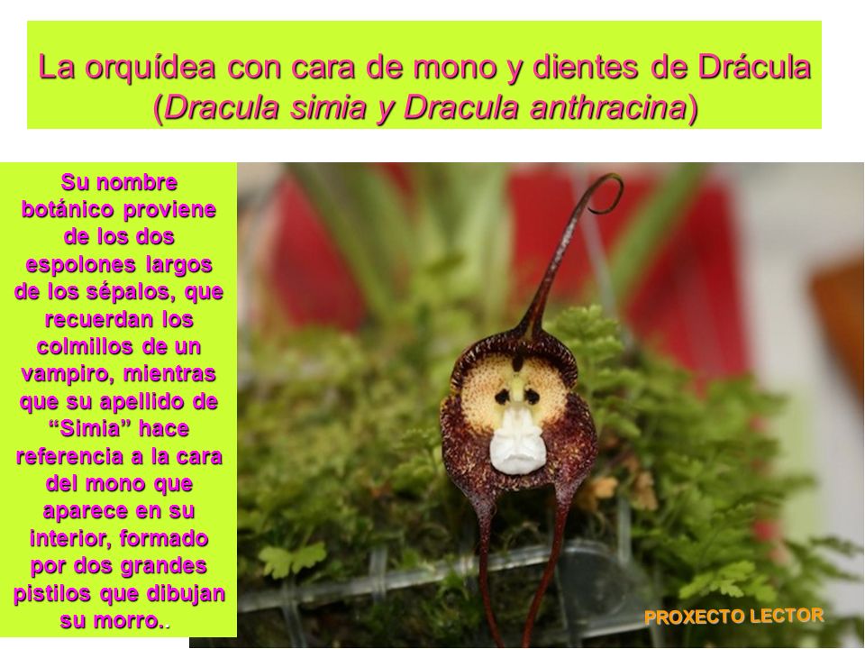 La orquídea con cara de mono y dientes de Drácula (Dracula simia y Dracula anthracina)