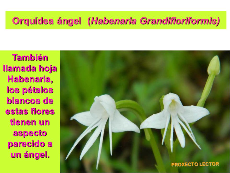 Orquídea ángel (Habenaria Grandifloriformis)