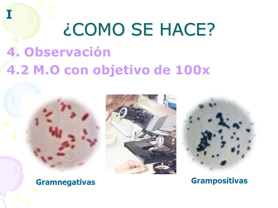 ¿COMO SE HACE I 4. Observación 4.2 M.O con objetivo de 100x
