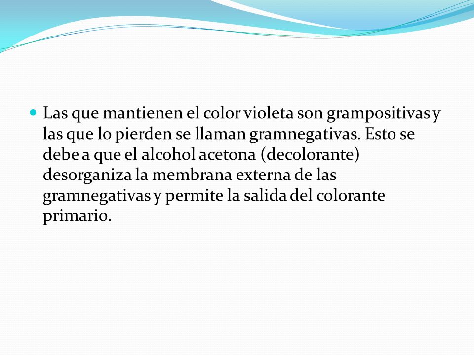 Las que mantienen el color violeta son grampositivas y las que lo pierden se llaman gramnegativas.