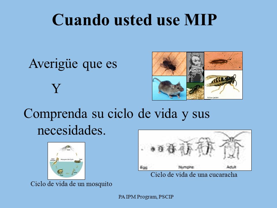 Cuando usted use MIP Y Comprenda su ciclo de vida y sus necesidades.