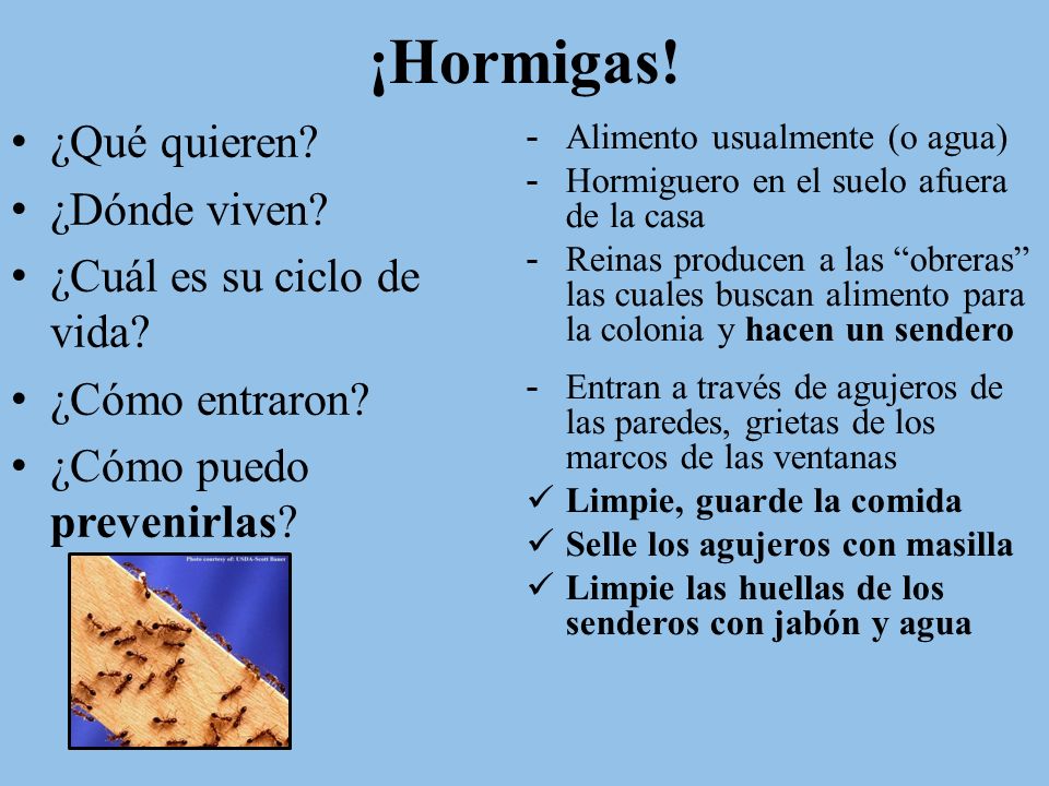 ¡Hormigas! ¿Qué quieren ¿Dónde viven ¿Cuál es su ciclo de vida