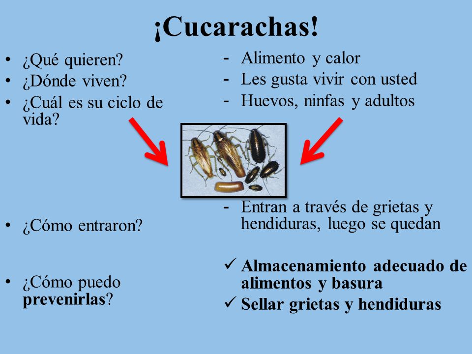 ¡Cucarachas! Alimento y calor ¿Qué quieren Les gusta vivir con usted