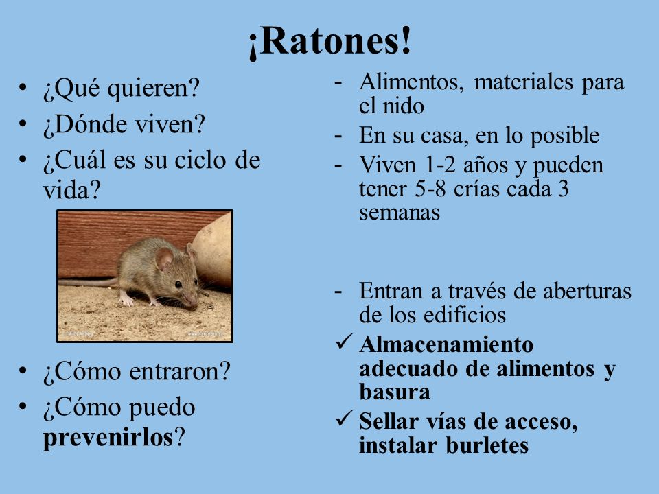 ¡Ratones! ¿Qué quieren ¿Dónde viven ¿Cuál es su ciclo de vida