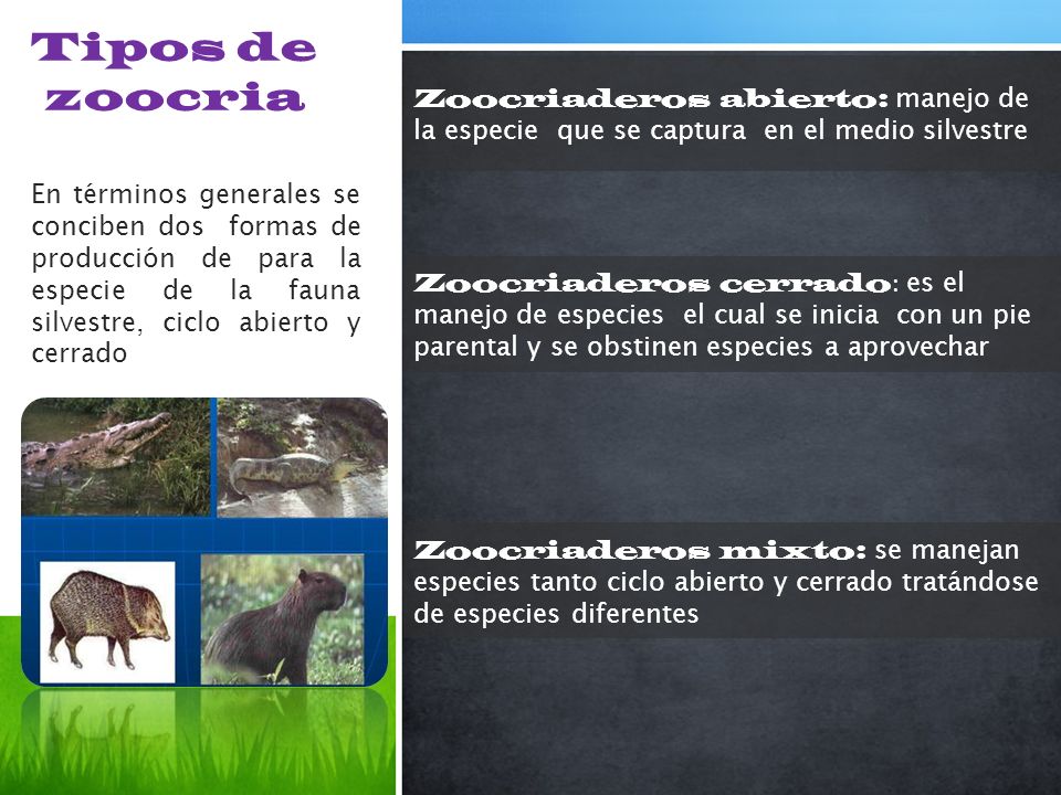 Tipos de zoocria Zoocriaderos abierto: manejo de la especie que se captura en el medio silvestre.