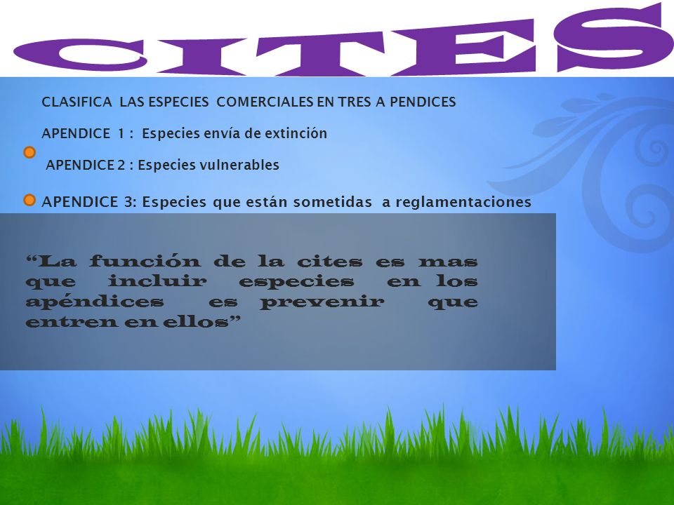 CITES CLASIFICA LAS ESPECIES COMERCIALES EN TRES A PENDICES APENDICE 1 : Especies envía de extinción APENDICE 2 : Especies vulnerables.