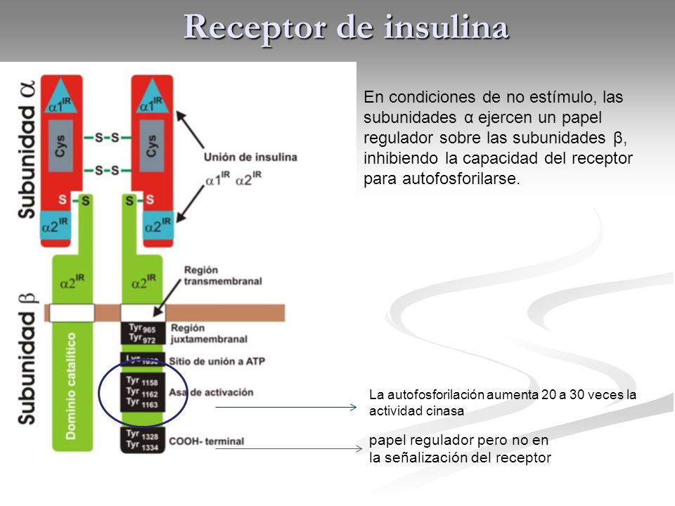 Receptor de insulina En condiciones de no estímulo, las