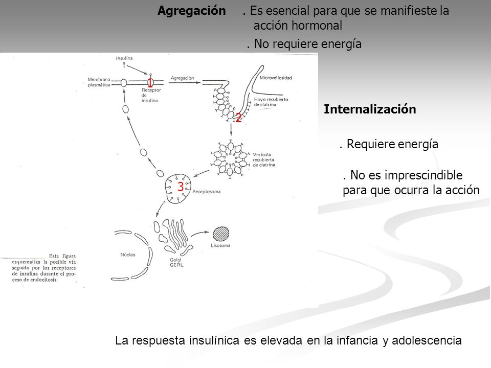 Agregación . Es esencial para que se manifieste la. acción hormonal. . No requiere energía. 1. Internalización.