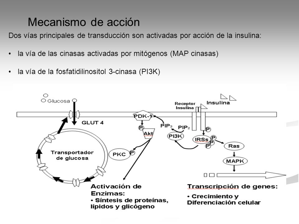 Mecanismo de acción Dos vías principales de transducción son activadas por acción de la insulina: