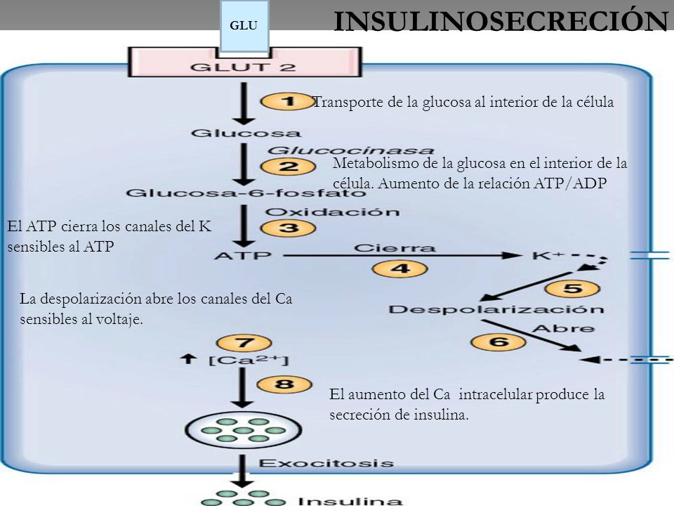 INSULINOSECRECIÓN Transporte de la glucosa al interior de la célula