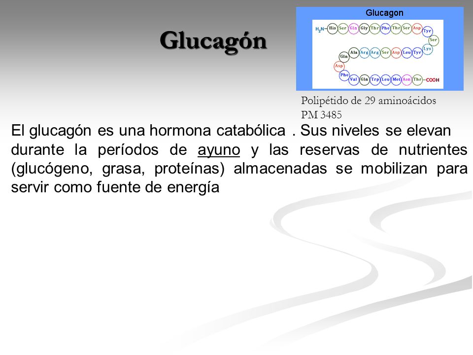 Glucagón El glucagón es una hormona catabólica . Sus niveles se elevan