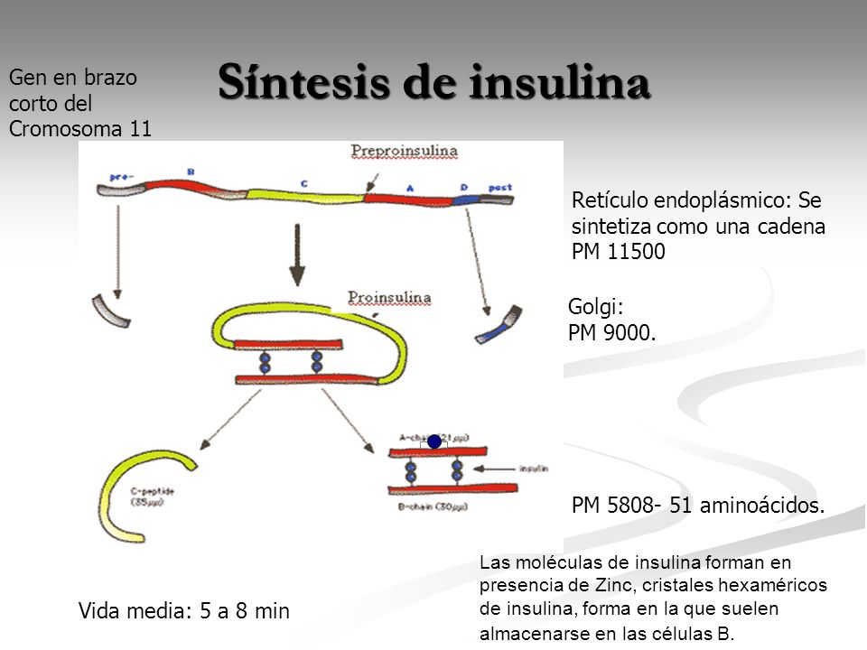Síntesis de insulina Gen en brazo corto del Cromosoma 11