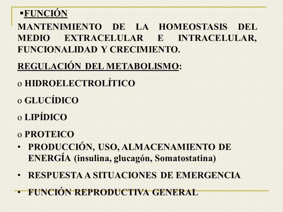 FUNCIÓN MANTENIMIENTO DE LA HOMEOSTASIS DEL MEDIO EXTRACELULAR E INTRACELULAR, FUNCIONALIDAD Y CRECIMIENTO.