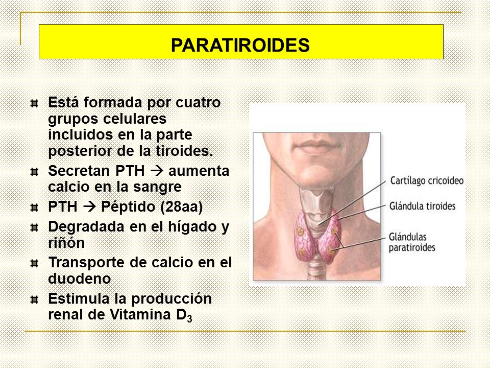 PARATIROIDES Está formada por cuatro grupos celulares incluidos en la parte posterior de la tiroides.