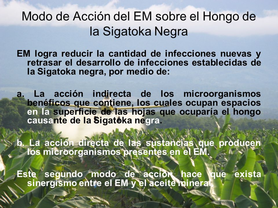 Modo de Acción del EM sobre el Hongo de la Sigatoka Negra