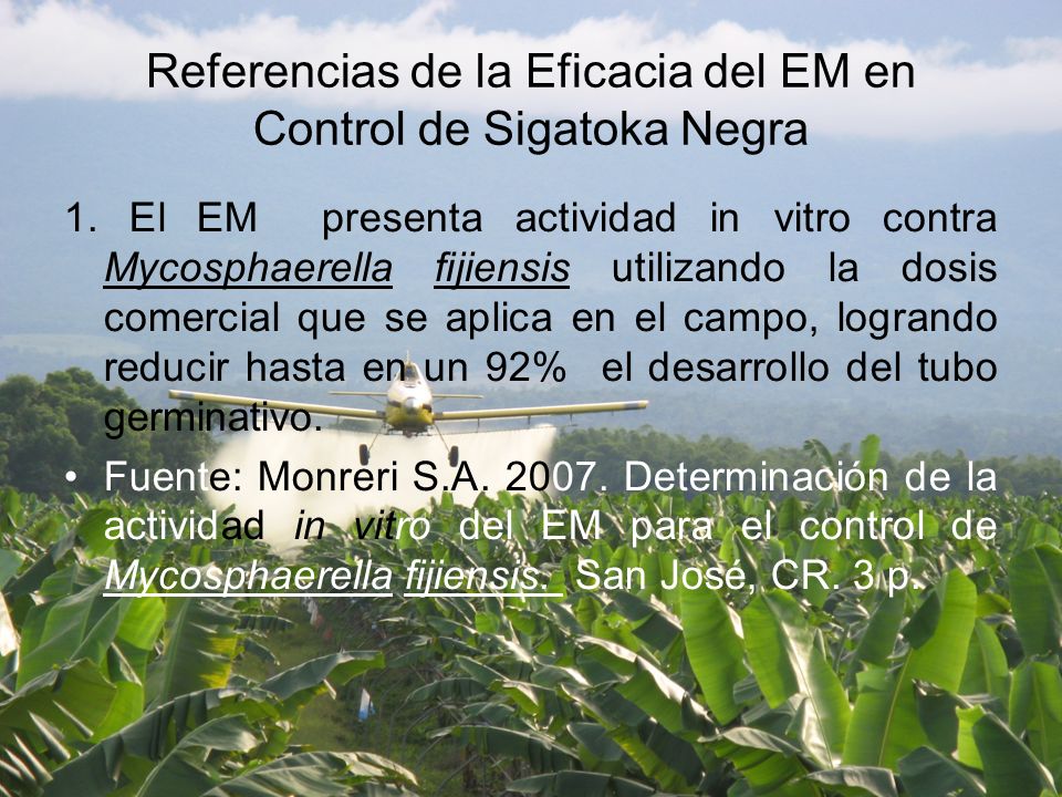 Referencias de la Eficacia del EM en Control de Sigatoka Negra