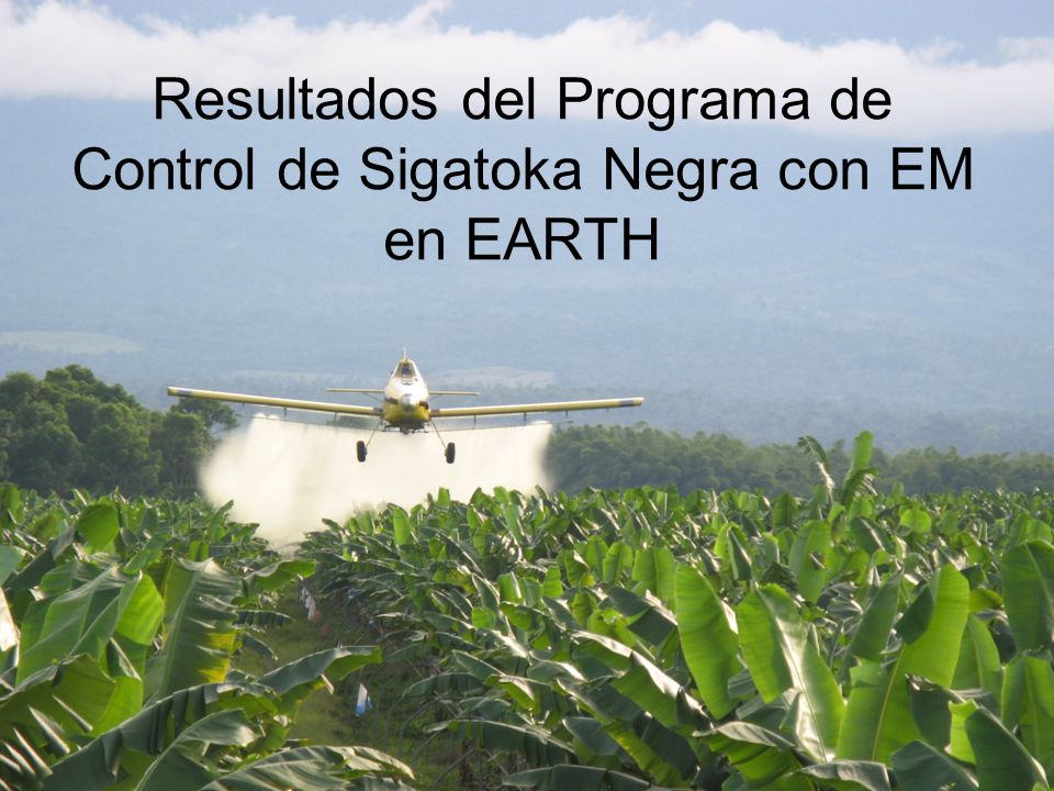 Resultados del Programa de Control de Sigatoka Negra con EM en EARTH