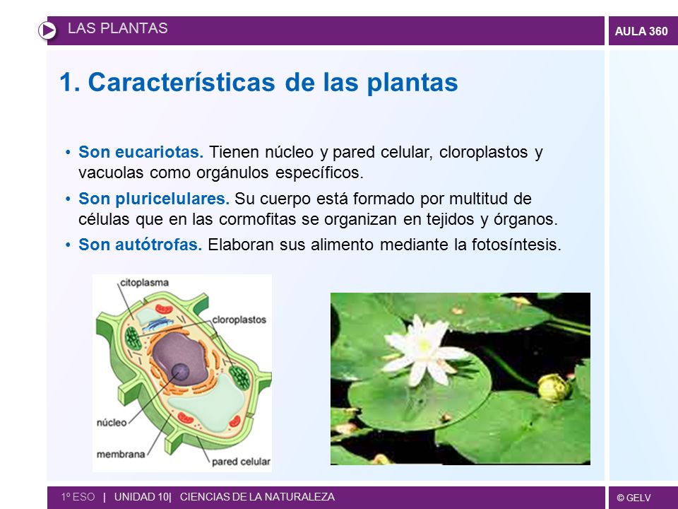 Las plantas 1. Características de las plantas - ppt video online descargar