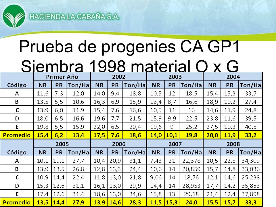 Prueba de progenies CA GP1 Siembra 1998 material O x G