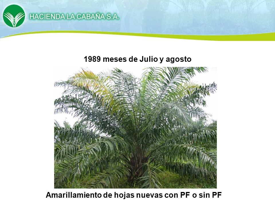 1989 meses de Julio y agosto Amarillamiento de hojas nuevas con PF o sin PF