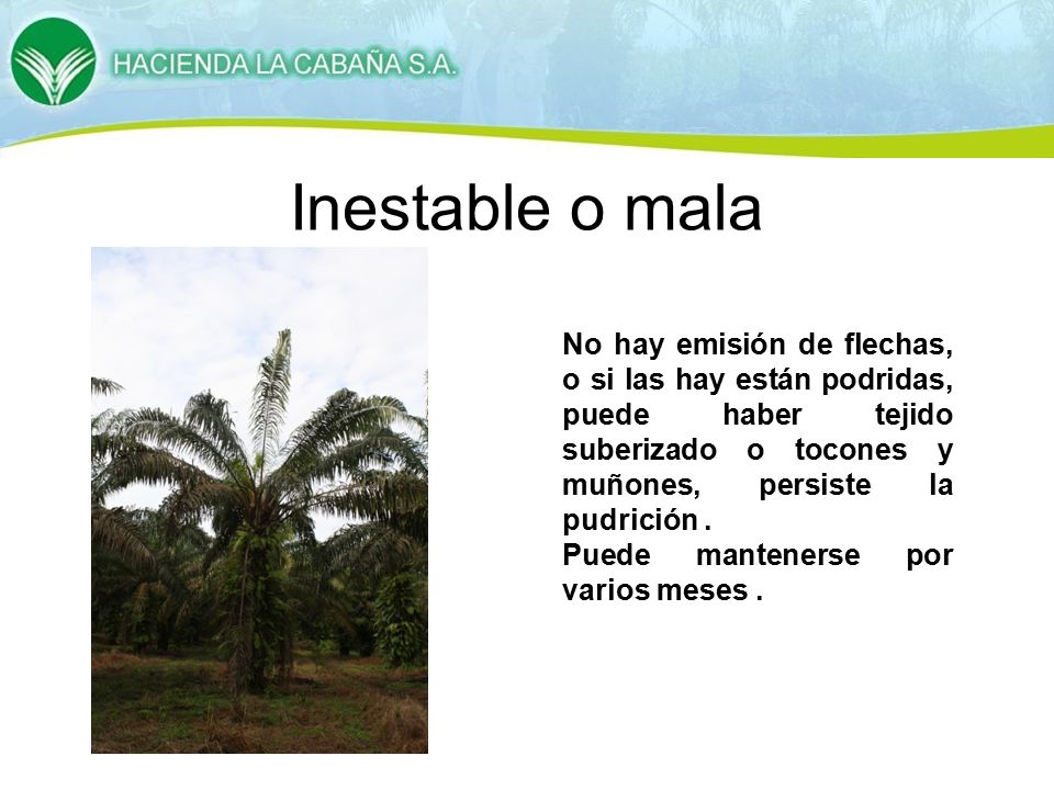 Inestable o mala No hay emisión de flechas, o si las hay están podridas, puede haber tejido suberizado o tocones y muñones, persiste la pudrición .