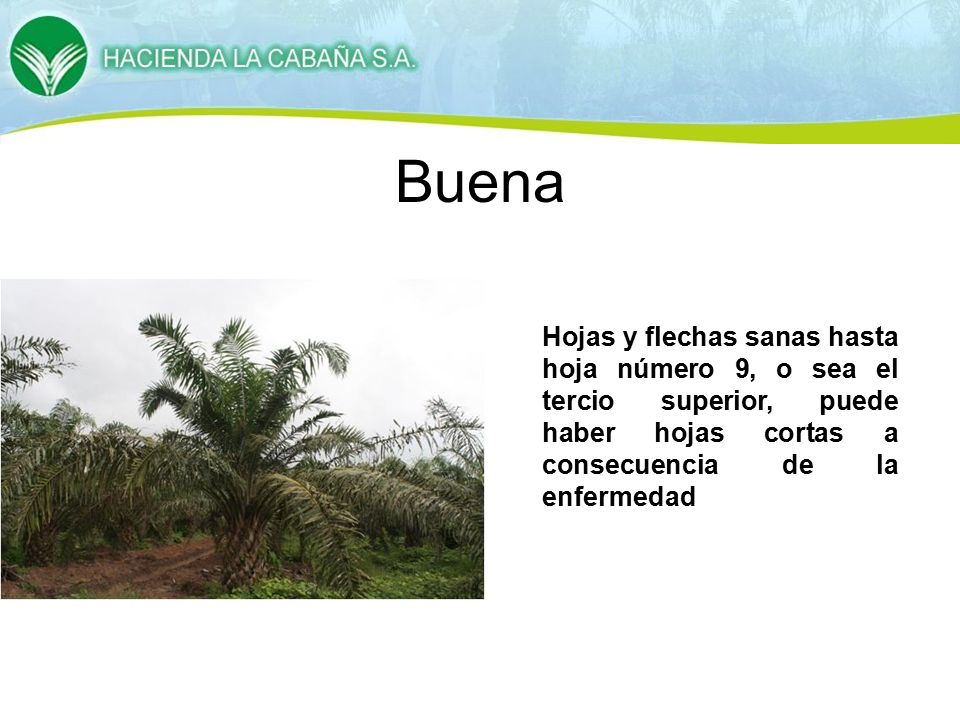 Buena Hojas y flechas sanas hasta hoja número 9, o sea el tercio superior, puede haber hojas cortas a consecuencia de la enfermedad.