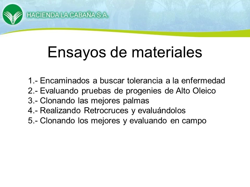 Ensayos de materiales 1.- Encaminados a buscar tolerancia a la enfermedad. 2.- Evaluando pruebas de progenies de Alto Oleico.
