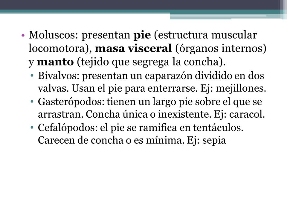 Moluscos: presentan pie (estructura muscular locomotora), masa visceral (órganos internos) y manto (tejido que segrega la concha).