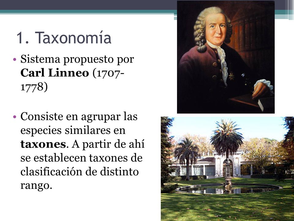1. Taxonomía Sistema propuesto por Carl Linneo ( )