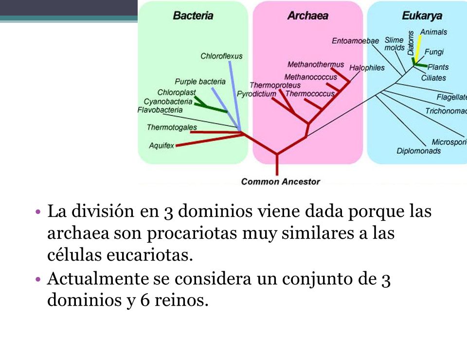 La división en 3 dominios viene dada porque las archaea son procariotas muy similares a las células eucariotas.