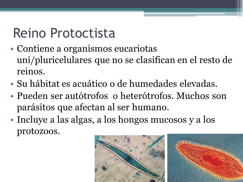 Reino Protoctista Contiene a organismos eucariotas uni/pluricelulares que no se clasifican en el resto de reinos.