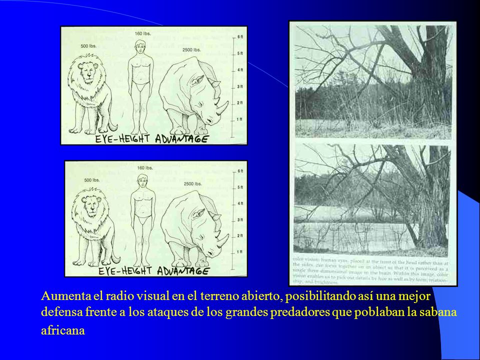 Aumenta el radio visual en el terreno abierto, posibilitando así una mejor defensa frente a los ataques de los grandes predadores que poblaban la sabana africana