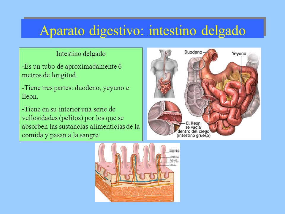 Aparato digestivo: intestino delgado