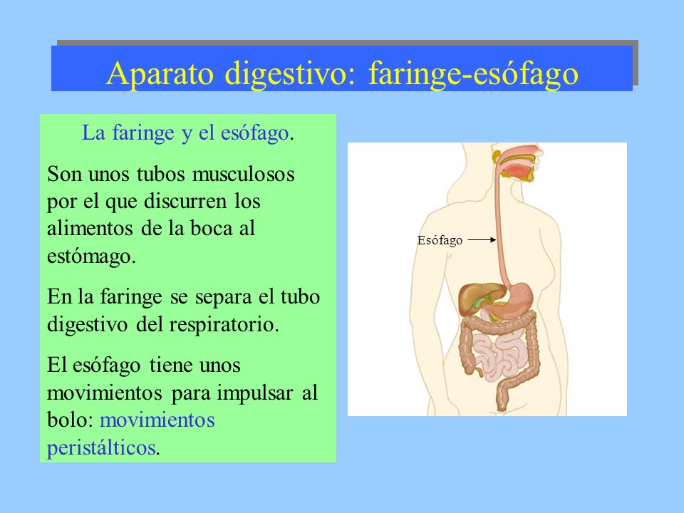 Aparato digestivo: faringe-esófago