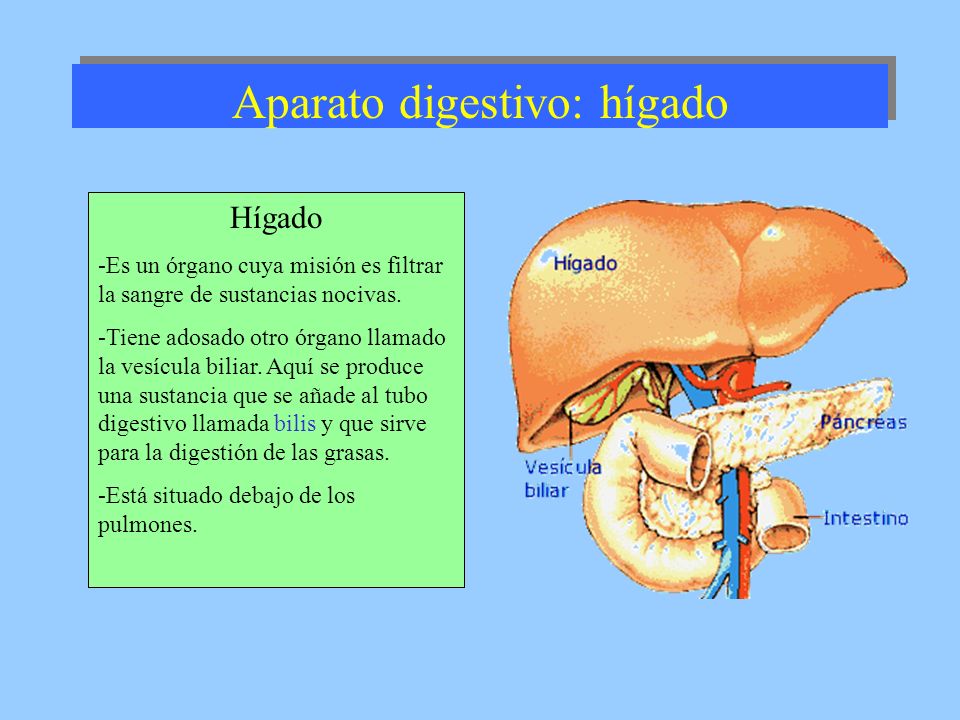Aparato digestivo: hígado