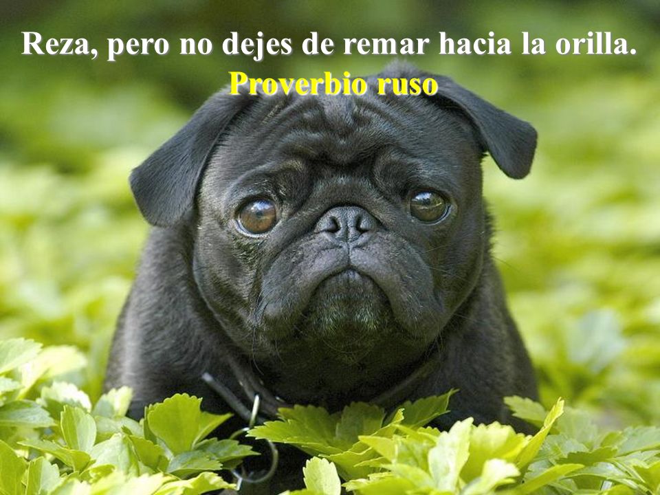 Reza, pero no dejes de remar hacia la orilla.